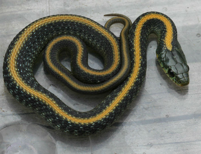 Santa Cruz Garter Snake